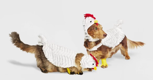 lot 42811 image: White Chicken Pet Costume - XL Size