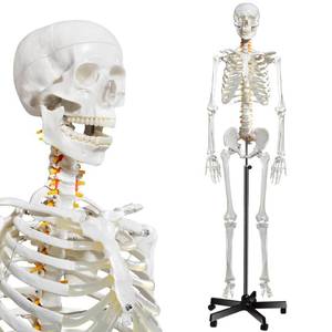 lot 1261 image: breesky Human Skeleton Model for Anatomy- Life Size Medical Human Skeleton Model with Nervous System 70.8 in with Rolling Stand for Medical Study and Display 3 Posters - Retail $188