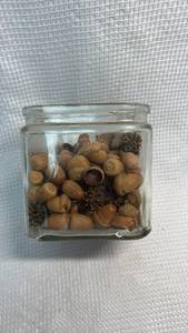 lot 124 image: Natural Oak Acorns Collection