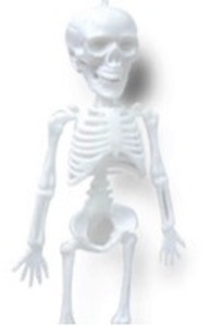lot 42989 image: Posable Human Skeleton Model