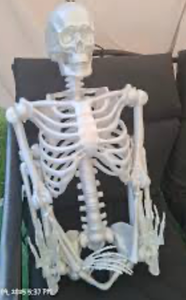 lot 42990 image: Life-Size Anatomical Skeleton Model