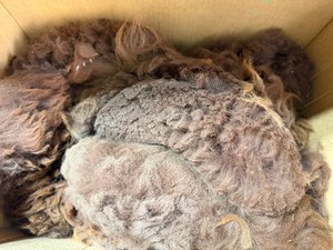 lot 181 image: Raw Wool