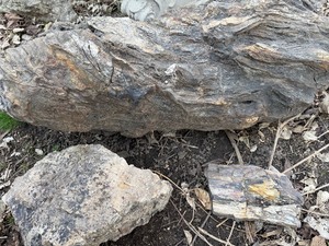 lot 816 image: Petrified Wood Pieces, Largest is Approx 3 Feet Across, VERY Heavy