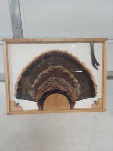 lot 2203 image: Mounted Wild Turkey Fan Display