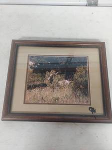 lot 2225 image: Bighorn Sheep Nature Photography - Signed and Numbered