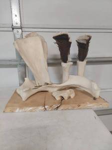 lot 1178 image: Turkey Wing Bone and Feather Taxidermy Display