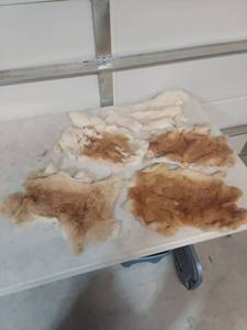 lot 1226 image: Natural Rabbit Fur Pelts Collection