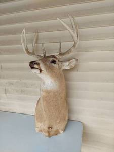 Whitetail Deer Buck Shoulder Taxidermy Mount with 10-Point Rack