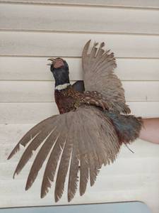 lot 1138 image: Ring-Necked Pheasant Taxidermy Wall Mount with Spread Wings