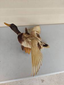 lot 1144 image: Mallard Duck Full Body Taxidermy Wall Mount in Flight Pose