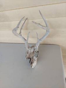 lot 1198 image: Whitetail Deer Skull with 8-Point Antlers