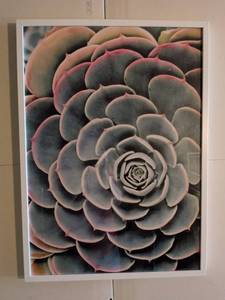 lot 16887 image: IKEA Ribba Framed Succulent Print