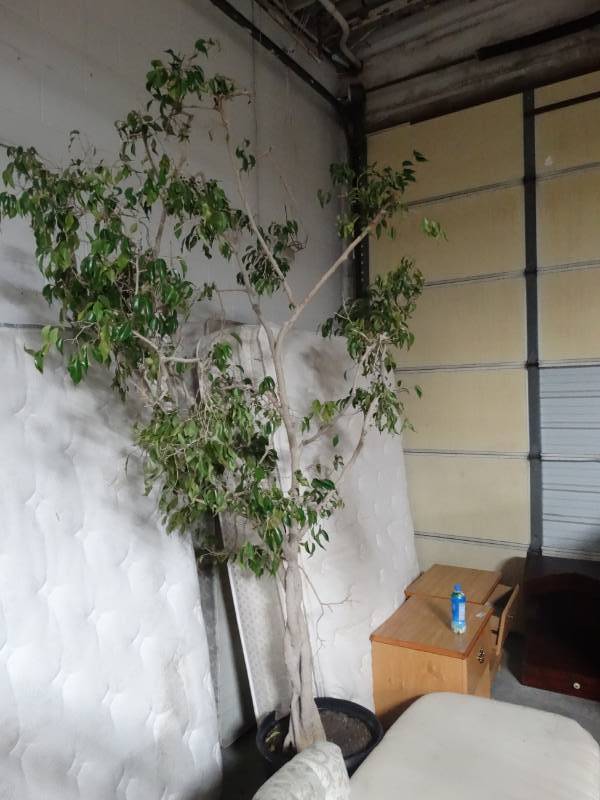 lot 10171 image: Mid-Size Ficus Tree in Pot