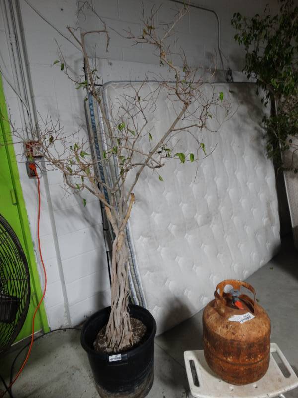 lot 10172 image: Small Ficus Tree in Pot