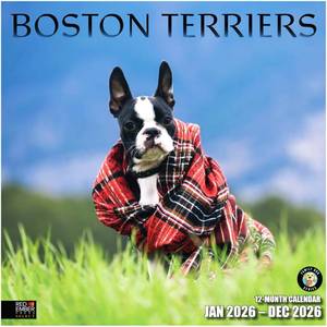 lot 863 image: RED EMBER Select - Boston Terriers 2026 Wall Calendar 12 Month  12 x 24 Open  Thick & Sturdy Paper  Holiday Gift  Cute Puppy Dog Calendar 2026 - Retail $6