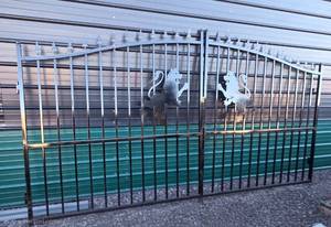 lot 302282679 image: 14 Decorative Iron Driveway Gates with Lion Design