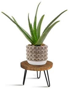 lot 62026 image: Plant Stand Indoor Outdoor, Wooden plant Stool, Mid Century Plant Stand for Indoor Plants, Wood Modern Plant Holder Rattan Flower, Low Short Boho Rustic Planter Stand Fit 5-15 Inch Pot(M) - Retail $20