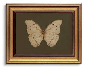 lot 7388 image: Gold Framed Wall Art Vintage Butterfly Canvas Wall Art White Butterfly Moody Insect Artwork Prints Picture for Living Room Bedroom Farmhouse Bathroom Office Decor, 8x10