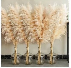 lot 39701 image: Natural Pampas Grass Bundle - 40 inch Stems