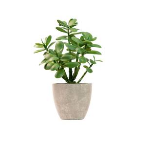 lot 35381 image: 365 Blooming Decor 12 Artificial Jade Plant in Minimalist Gray Pot, Luxury Real-Touch Faux Succulent Crassula Ovata with Pebbles, Realistic Money Tree for Indoor Home & Office Decor No Assembly - Retail $20