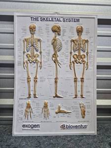 lot 219 image: Human Skeletal System Anatomical Chart by Exogen - Thin Plastic - Retail $25