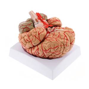 lot 1603 image: WICHEMI Human Brain Model - 8-Part Life Size Anatomical Model with Color-Coded Artery, Display Base for Science Classroom Study & Display