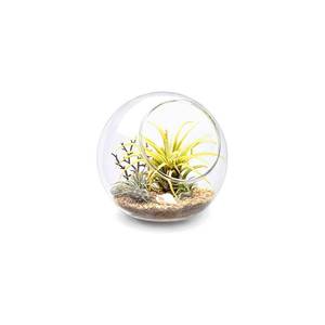 lot 16463 image: Mkono Plant Terrarium Display Glass Tabletop Succulent Air Plant Planter Globe Microlandschaft House, M
