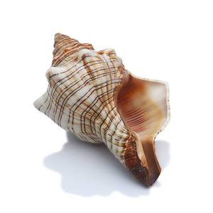 lot 12037 image: SINKOO 2PCS Conch Shell Large Natural Seashells Perfect for Fish Tank Wedding Decor Beach Theme Party Home Decorations