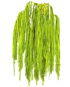 lot 55284 image: 12Pcs Dried Amaranthus Hanging Flowers, 24 Inch Green Artificial Amaranthus Flowers for Wedding Arch, Floral Garland, Home Wall Decor, Preserved Natural Decorations