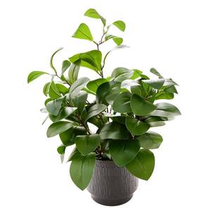lot 55289 image: 19 Artificial Ficus Plant in Textured Black Ceramic Planter Tall Faux Plant with Deep Green Leaves for Modern Home Office Shelf Bathroom Tabletop Indoor Decor - Retail $30