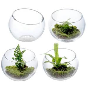 lot 55298 image: Premium Hotel Series 5 Inch Round Clear Glass Air Plant Terrariums, Mini Candy Bowl Jars, Tealight Candle Holders, Succulent Cactus Vases, Set of 4 - Retail $33