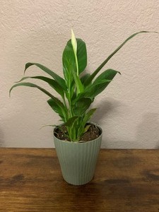 Live Peace Lily plant in 4 inch pot home decor greenery