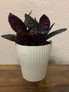 Live Purple Waffle Plant in 4 inch pot - ideal for terrariums - home decor greenery