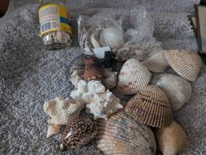 lot 2509 image: Mixed Seashell Collection with Coral and Spotted Cowrie