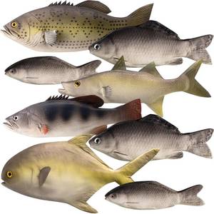 lot 15919 image: 16 Pcs Fake Fish Artificial Fish Toy 6 Types Lifelike Stuffed Pretend Realistic Sea Fishes Models for Photography Props Party Favor Display Kitchen Decor - Retail $50