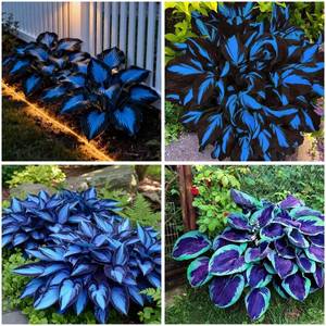 lot 12171 image: Mixrug 207 Hosta Seeds Blue for Planting Outdoors - Rare Hostas Seeds Perennial Giant Low Maintenance Shade Plants for Borders Containers and Landscape Design