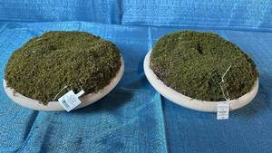 lot 2094 image: Pair Of Threshold 12�� Round Decorative Faux Moss Bowls.