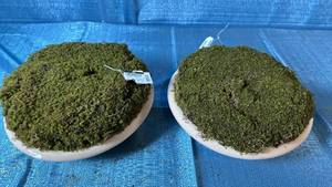 lot 2095 image: Pair Of Threshold 12 Round Decorative Faux Moss Bowls.