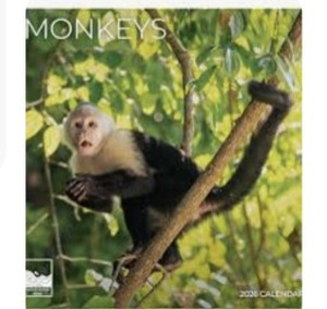 lot 8520 image: Monkeys 2026 Wall Calendar 12 Month  12 x 24 Open  Thick &amp Sturdy Paper for Organizing &amp Planning  Office Kitchen Decor or Gift  Pacific Waters Press