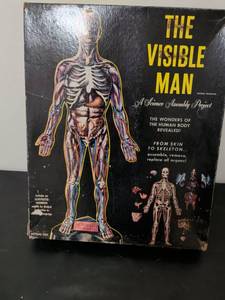 lot 435 image: The Visible Man Anatomy Model Kit