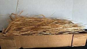 lot 1219 image: Box of craft Wheat