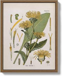 lot 56590 image: Bzstyleart Framed Vintage Wall Art, Botanical Wall Art Prints for College Dorm Decor, 8 x 10 Inch Ferns Botanical Framed Artwork Home Decor, Canvas Picture Print for Living Room Office Dorm Bathroom