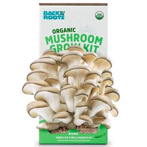 lot 2638 image: Back to the Roots Organic Pearl Oyster Mushroom Grow Kit (NO VISIBLE EXP DATE)