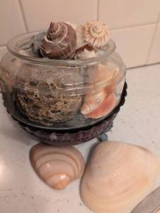 lot 3136 image: Natural Seashell Collection in Glass Display