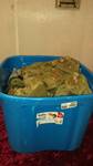 Huge Lot of Military Uniforms
