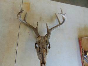 lot 3371 image: Deer Head with Antlers - - Rough