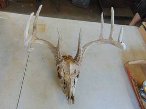 lot 3372 image: Deer Head with Antlers