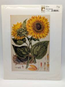lot 4013 image: McGaw Graphics Sunflower Botanical Art Print - Vintage Styled Floral Illustration