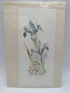 lot 4014 image: Louisiana Iris #2 - Mary Vincent Bertrand Print