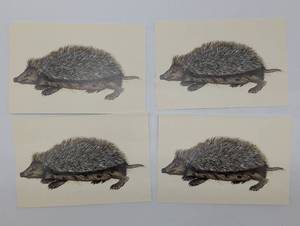 lot 4043 image: 1551 Gesner Hedgehog Woodcut Print, set of 4